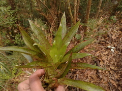 Tillandsia biflora