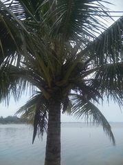 Cocos nucifera
