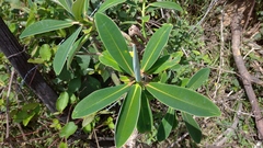 Euphorbia laurifolia image