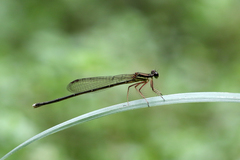 Pseudocopera ciliata