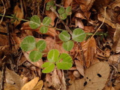 Desmodium molliculum