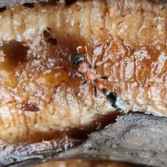 Tetraponera rufonigra