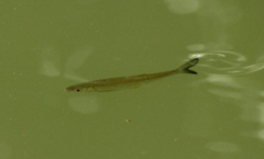 Squaliobarbus curriculus