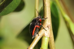 Lampromicra aerea