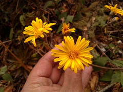 Munnozia senecionidis
