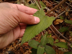 Munnozia senecionidis