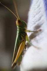 Hieroglyphus tonkinensis