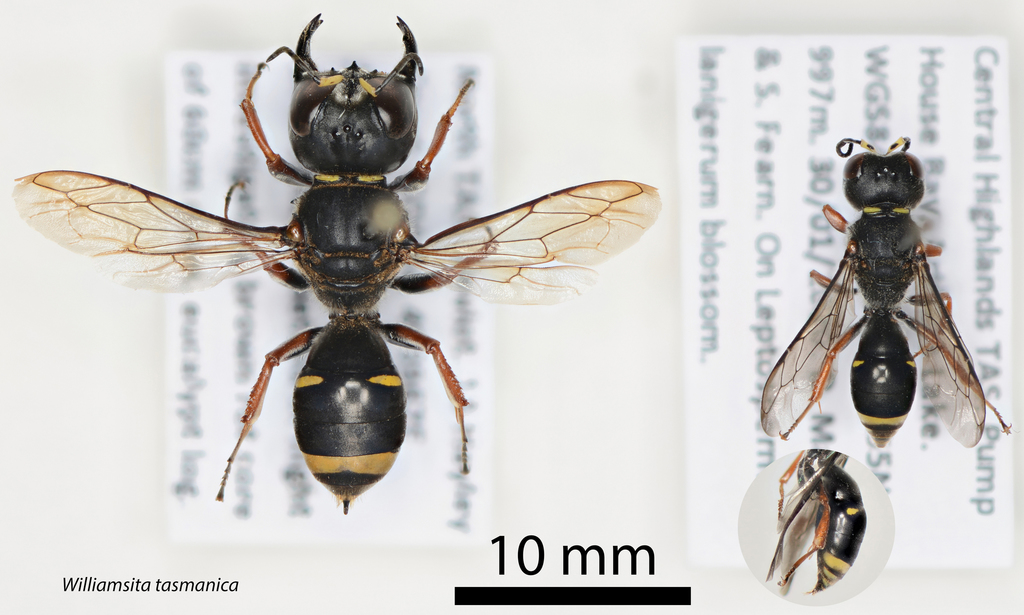 Williamsita tasmanica