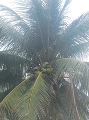 Cocos nucifera