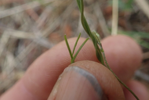 Image of Dolichos angustifolius by no rights reserved