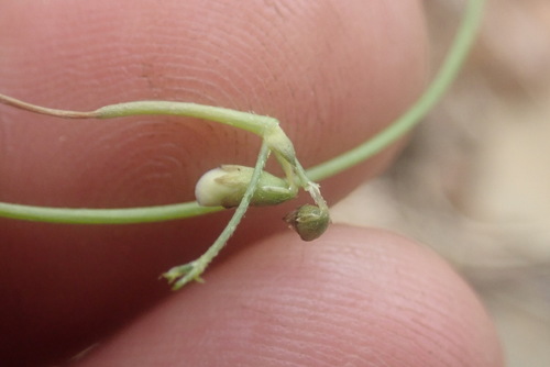 Image of Dolichos angustifolius by no rights reserved