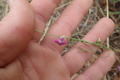 Dolichos angustifolius