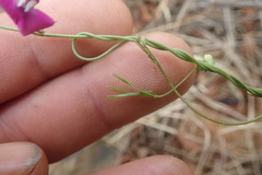 Dolichos angustifolius