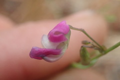 Dolichos angustifolius