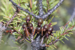 Arceuthobium pusillum