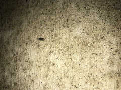 Armadillidium nasatum