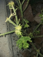 Cnidoscolus maculatus