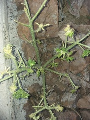 Cnidoscolus maculatus