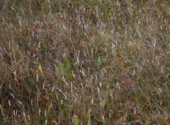 Danthonia intermedia riabuschinskii