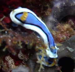 Chromodoris annae