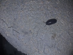 Venezillo stuckchensis