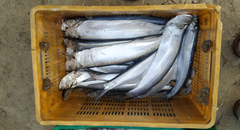Whitefin Wolf-Herring photo 3