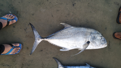 Caranx