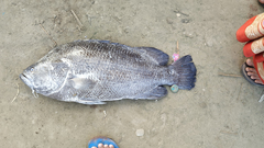 Lobotes surinamensis
