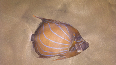 Pomacanthus annularis