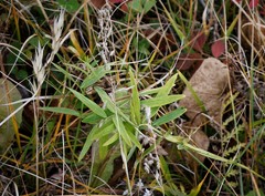 Lathyrus palustris pilosus