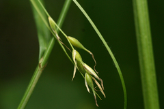 Carex assiniboinensis