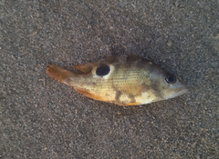 Lutjanus johnii