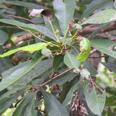 Buchanania arborescens