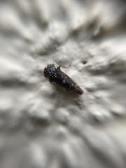 Idiocerus herrichii