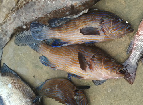 Bluelined coral grouper (Cephalopholis formosa) — Serranidae — 2