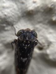 Idiocerus herrichii