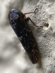 Idiocerus herrichii