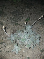 Froelichia xantusii