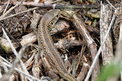 Lacerta agilis