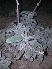 Froelichia xantusii