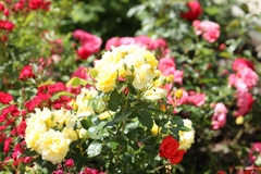 Rosa
