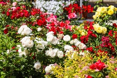 Rosa