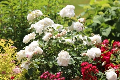 Rosa