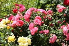 Rosa