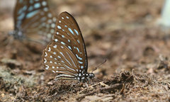 Graphium megarus