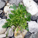 Alpine Scurvy-Grass - Photo (c) Dr. Peter Llewellyn, some rights reserved (CC BY-NC), uploaded by Dr. Peter Llewellyn