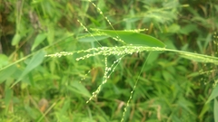Panicum bisulcatum