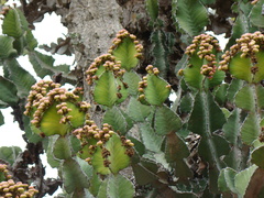 Euphorbia cooperi image