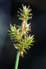 Carex wiegandii