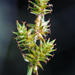 Wiegand's Sedge - Photo (c) Samuel Brinker, some rights reserved (CC BY-NC), uploaded by Samuel Brinker